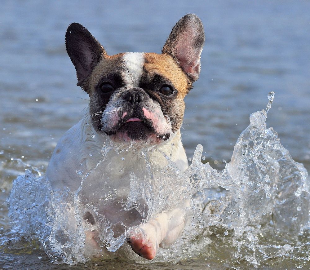 Brachycephalic Syndrome